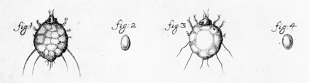 An engraving of two itch mites and two eggs, labelled fig 1 to fig 4